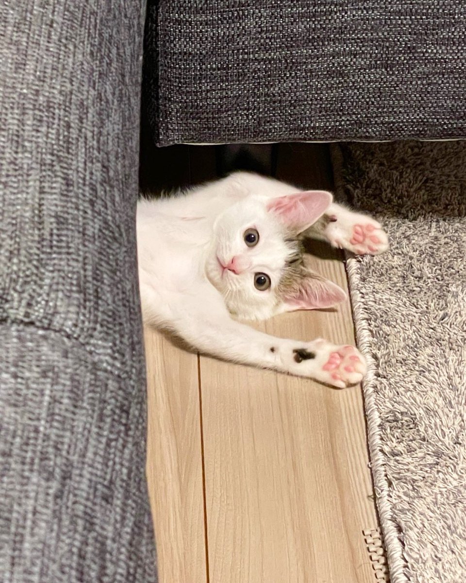 monaka_hogoneco's tweet photo. うぃす〜
#保護猫と暮らす #猫がいる暮らし #猫好きさんと繫がりたい #子猫 https://t.co/Nk9Qv1rLM1
