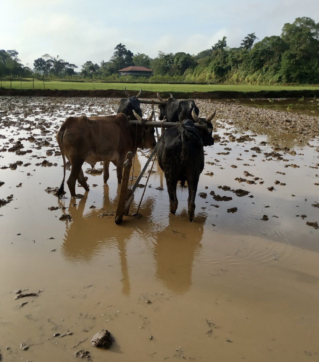 visitcoorg's tweet photo. The Paddy fields of Coorg 5000 feet above sea level, that grows the highly healthy #Rajamudi rice.
#visitcoorg #coorg #paddy #Karnataka @KarnatakaWorld @ravikeerthi22 @VisitUdupi https://t.co/VPDFDkTV0E