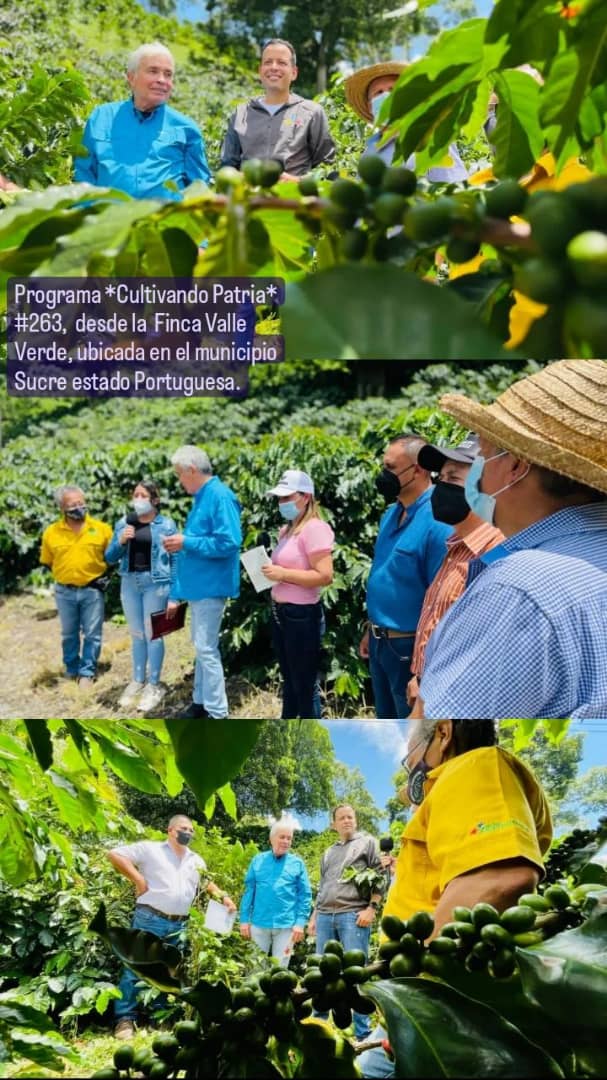 pedrocamejo2020's tweet photo. Programa *Cultivando Patria* #263,  desde la  Finca Valle Verde, ubicada en el municipio Sucre estado Portuguesa.
@NicolasMaduro 
@TareckPSUV 
@wcastroPSUV 
@MinAgriculturaV 
@rubenleo_23 https://t.co/LwOlWwqACx