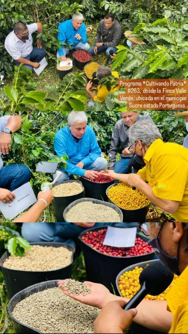 pedrocamejo2020's tweet photo. Programa *Cultivando Patria* #263,  desde la  Finca Valle Verde, ubicada en el municipio Sucre estado Portuguesa.
#café #cafevenezolano #productordecafe #sucre #portuguesa #cultivandopatria 
#venezuela🇻🇪️ 
@NicolasMaduro
@TareckPSUV
@wcastroPSUV
@MinAgriculturaV
@rubenleo_23 https://t.co/g7QHDeFI6a