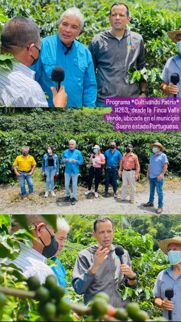 pedrocamejo2020's tweet photo. Programa *Cultivando Patria* #263,  desde la  Finca Valle Verde, ubicada en el municipio Sucre estado Portuguesa.
#café #cafevenezolano #productordecafe #sucre #portuguesa #cultivandopatria 
#venezuela🇻🇪️ 
@NicolasMaduro
@TareckPSUV
@wcastroPSUV
@MinAgriculturaV
@rubenleo_23 https://t.co/92zkcYBg2x