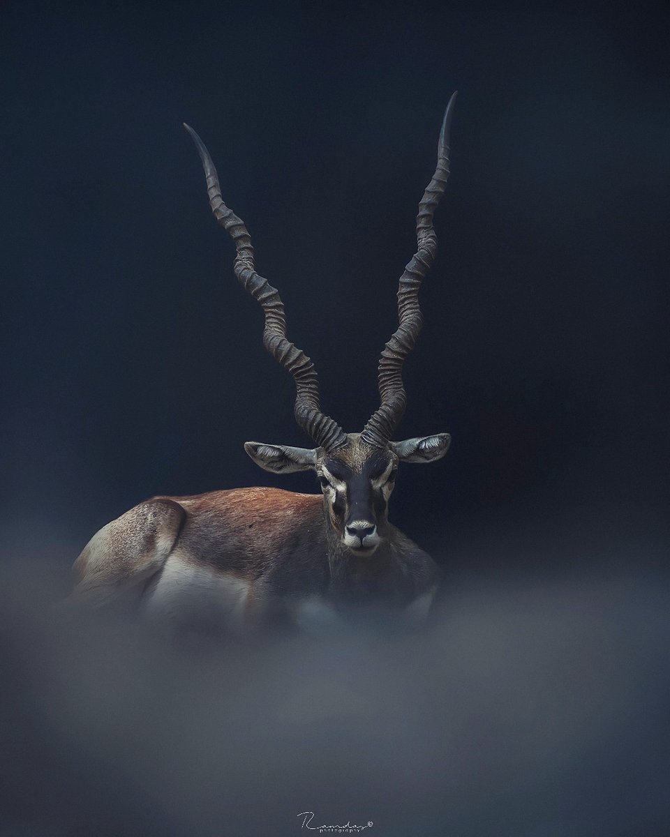 When your mom wakes you up early morning and it's a weekend.
.
#shotonnikon
#wildlifephotography #fineartphotography #NFTCommunity #nftcollector #wildlife @NikonUSA @NikonIndia @NatGeoIndia @BBCEarth @NatureIn_Focus @nature_org @AnimalPlanet @Discovery @SanctuaryAsia