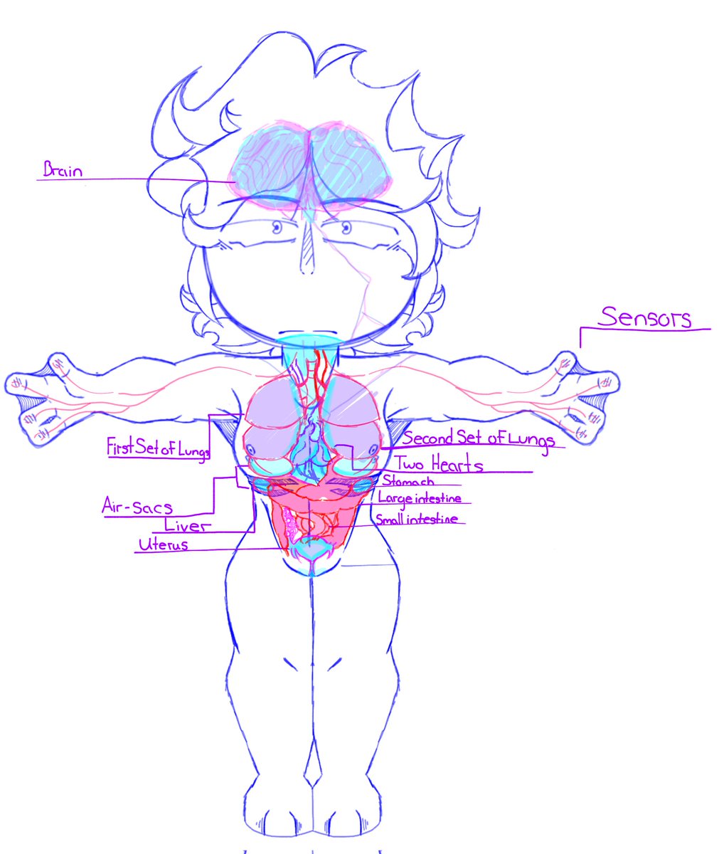 ToxicWipz's tweet photo. Just some Biology things on Shiloh.. 

I've been planning to make this since, currently he is being studied in a lab. So I thought making one of these would be cool- 

I am not very good at this, and also. He isn't human, sooo- ROFL.
#oc
#ocart
#anatomy 
#drawing 
#nsfwoc https://t.co/UBZBK7iyUz