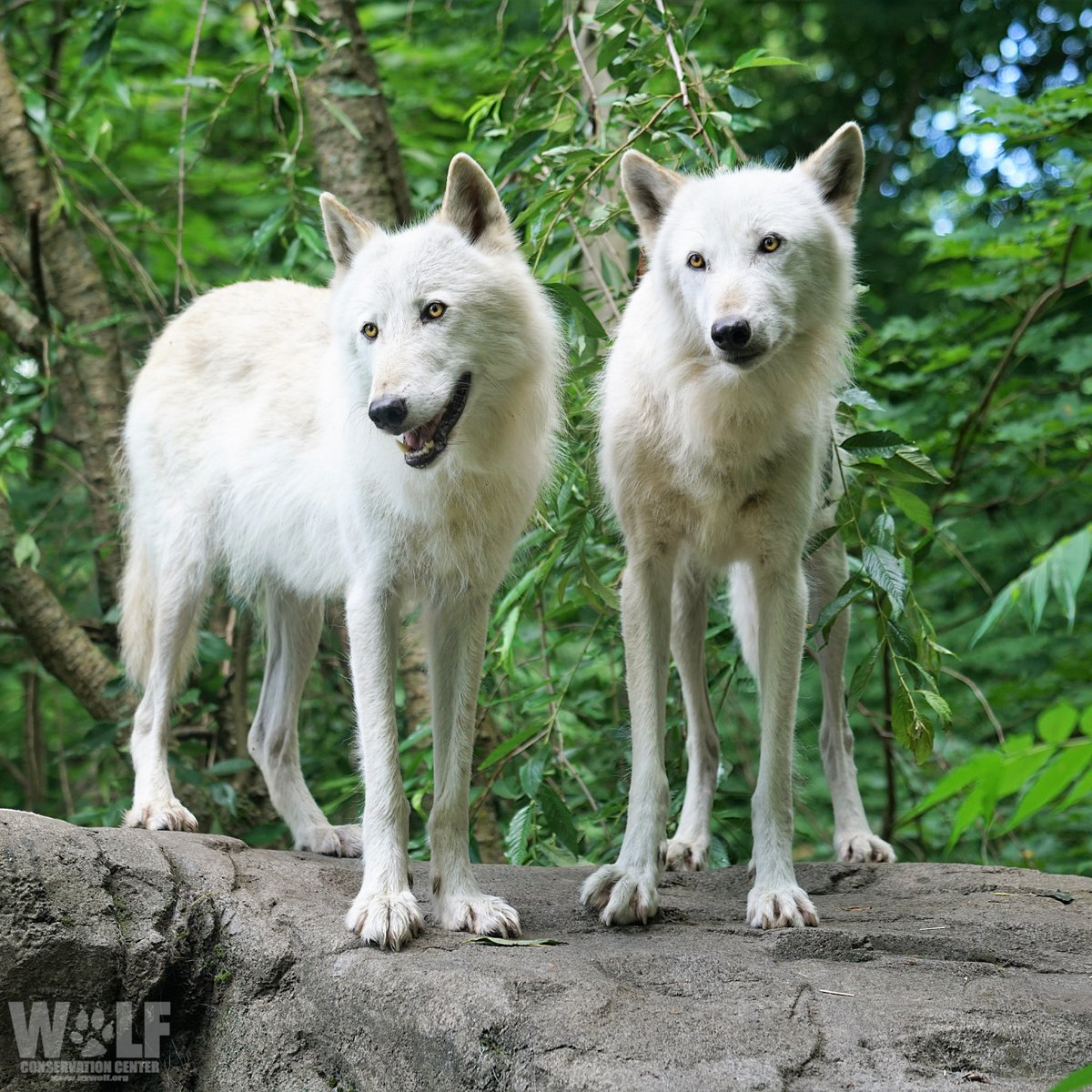 Although wolves appear big and brawny in the winter, under their fluff, they’re actually lean and lanky. A wolf’s narrow keel-like chest, long limbs  and long pliable toes support endurance-running and hunting.