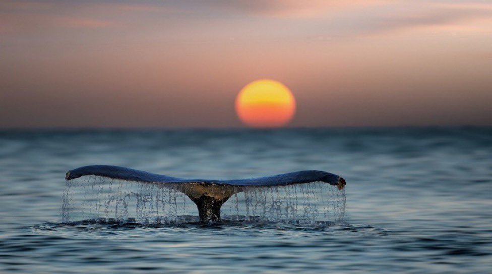 حينما نزل يونس عليه السلام في البحر، كان بطن الحوت أهون عليه من الغرق!
قد يُدخلك الله في ضيقٍ أحياناً رحمةً بك من هلاك مُحقق❤️