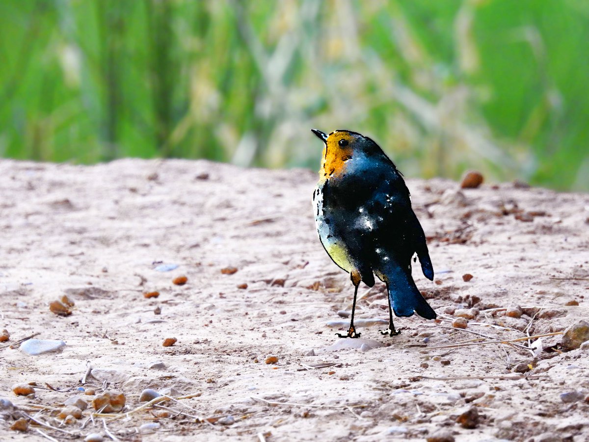 AtonOwliver's tweet photo. Petirrojo nebulosa
#ornitologia #aves #nature #birds #bird #naturaleza #birdwatching #birding #birdphotography #ornithology #erithacusrubecula #parques #europeanrobin #dream #paseriformes #pajaros #pajaro #petirrojo #avesdeespaña #fotosdeanimales #sueños https://t.co/CWONnj0OUh
