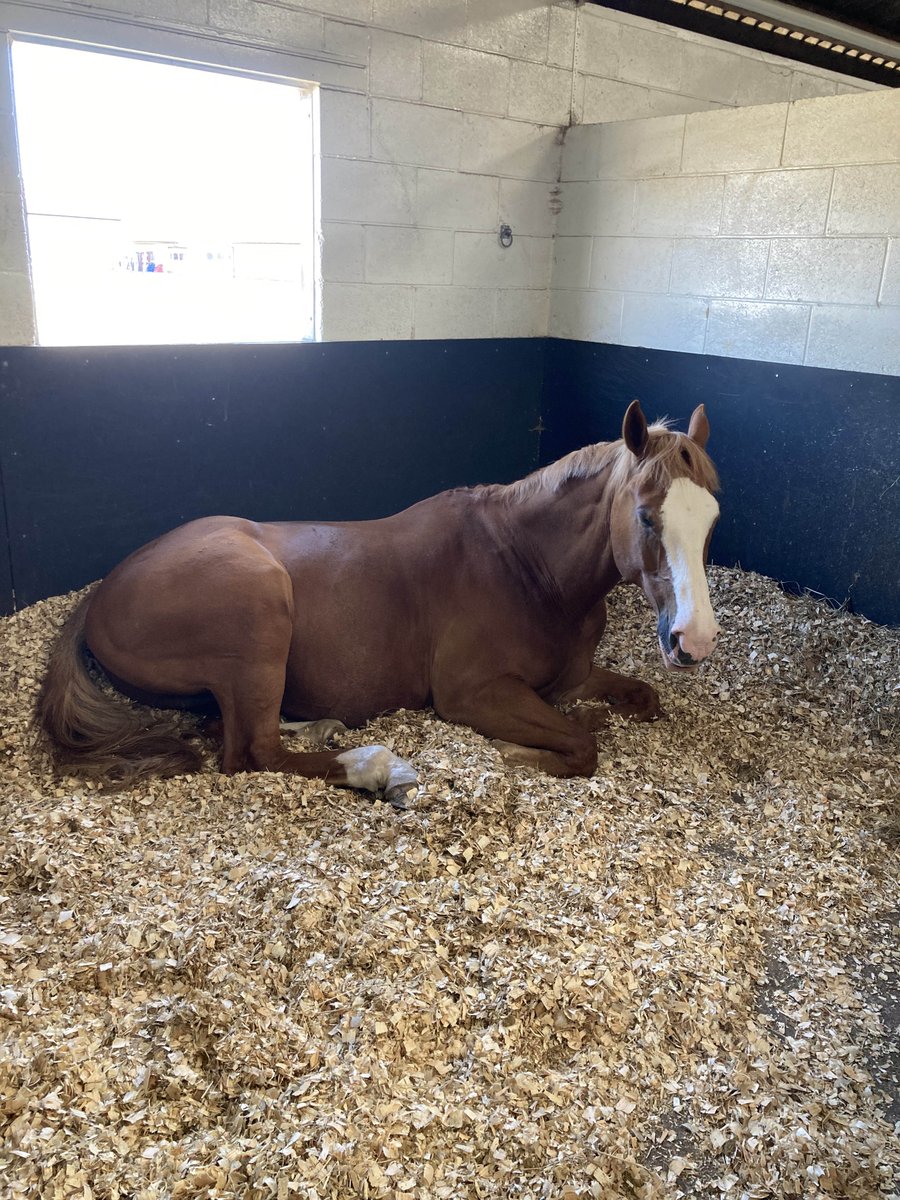 ASPoliceHorses's tweet photo. Thereโs nothing better when the weather is so hot outside #sunnysunday #sleepsunday https://t.co/BuOqIuBHji