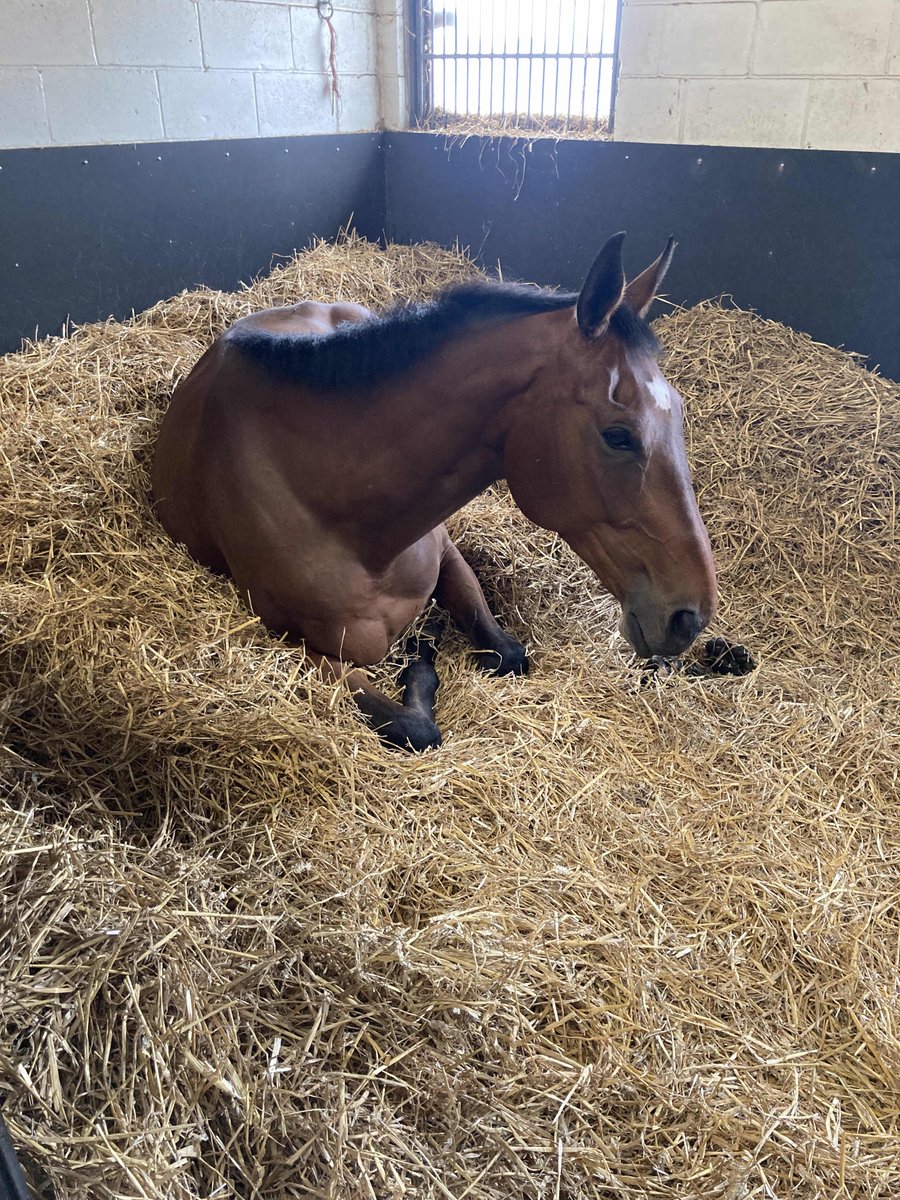 ASPoliceHorses's tweet photo. Thereโs nothing better when the weather is so hot outside #sunnysunday #sleepsunday https://t.co/BuOqIuBHji