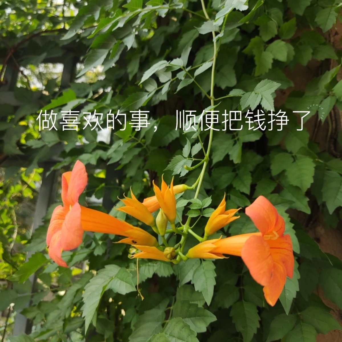 VisionCjf's tweet photo. 乐观的底气来自于，最根本是course,实际生活中却常忘记，反倒是遭灾遇害的时候，课程威力彰显。假使是平平淡淡的生活，课程底气略显不足，更多源自于100W。这也算是人间困境，知道哪个更优，但我还是选次的。 https://t.co/QWoFJUoVG9