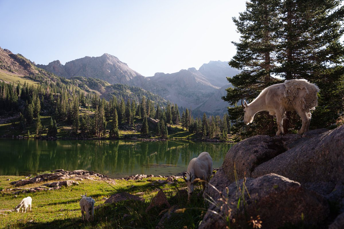 Welshman_P's tweet photo. Rocky mountain mornings https://t.co/UMyANYhCEY