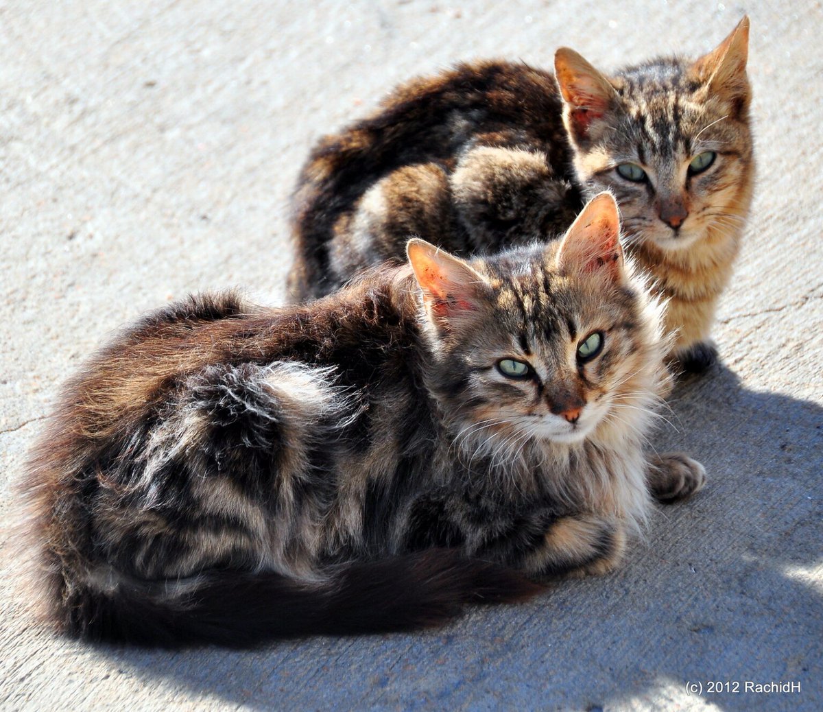 rachidH's tweet photo. #Sisters #Cats #StrayCats #StreetCats #Kitten #Chats #Chattons  #Alexandria #Egypt 
Rachid H shared a photo with you from the Flickr app! Check it out:
https://t.co/m1qcCT0kyF https://t.co/pIsPylXAmO