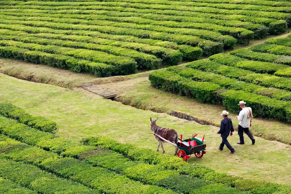 CasaBrisa's tweet photo. #walking the #tea fields of #Saomiguel #azores #portugal #cupa #travel #discover #see #taste #drink #delicious #local #Traditions https://t.co/z3fMuM2Wsy