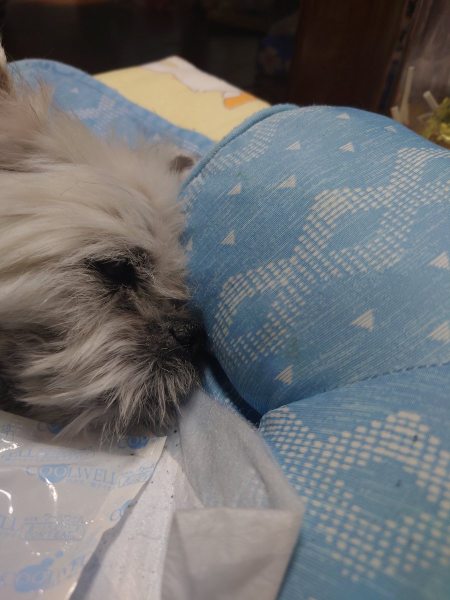 Taroron10's tweet photo. 8月14日22時頃虹の橋を渡りました。
最期はちょっと苦しそうだったけどみんな側にいれました。脾臓摘出してからいろいろあったけど本当に頑張ってくれた。ありがとう https://t.co/6fak4KMkdI