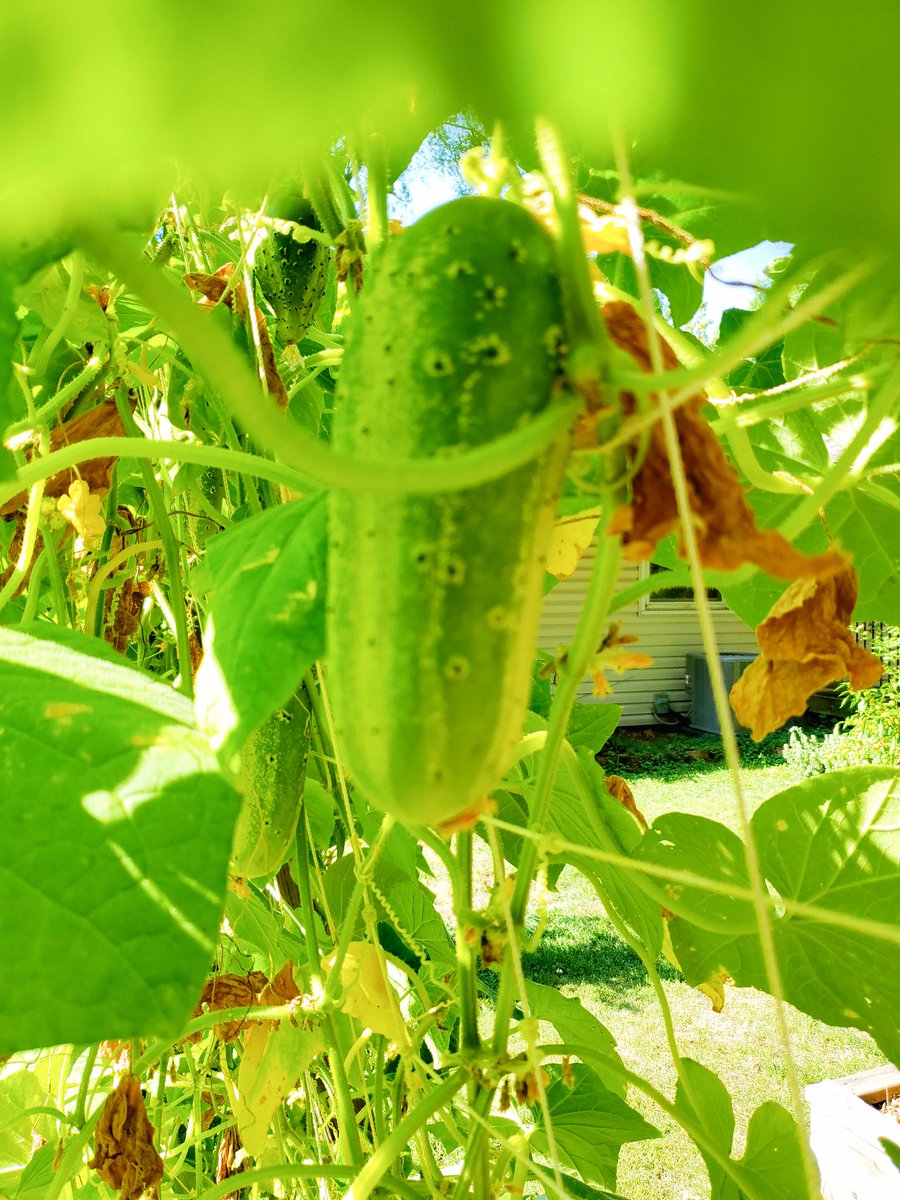 DGSAYSWHAT's tweet photo. checking out the garden at @TattooedDolly &amp; @LaloLikesToEat big green backyard. https://t.co/boKyvKNFZr