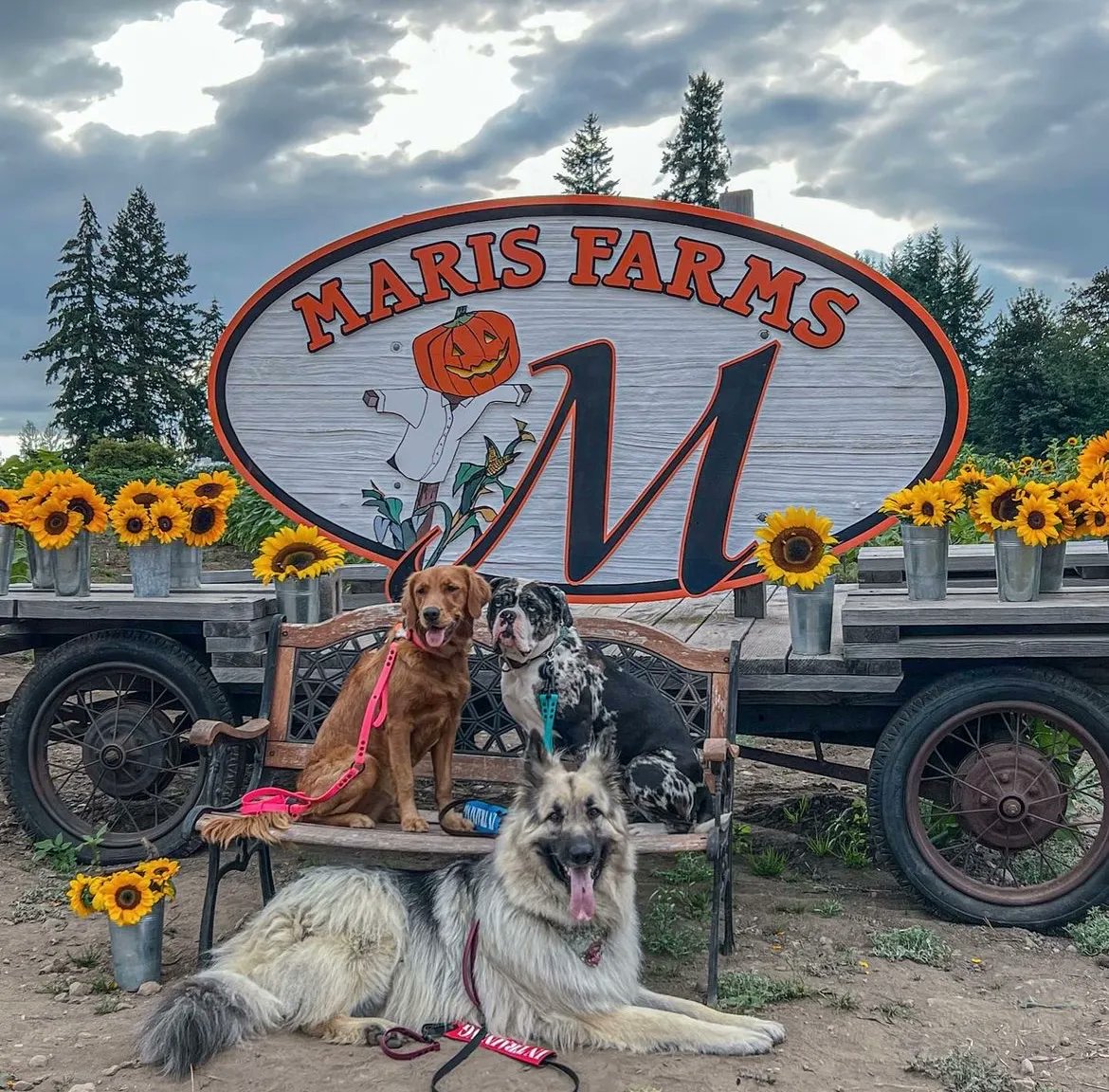 Maris Farms tweet media