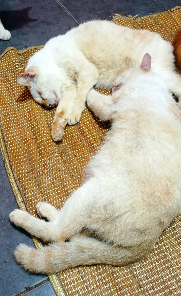 CasperMeong's tweet photo. kami bobo dulu ya.. 

#CatsOfTwitter https://t.co/IdpHdKOUnS