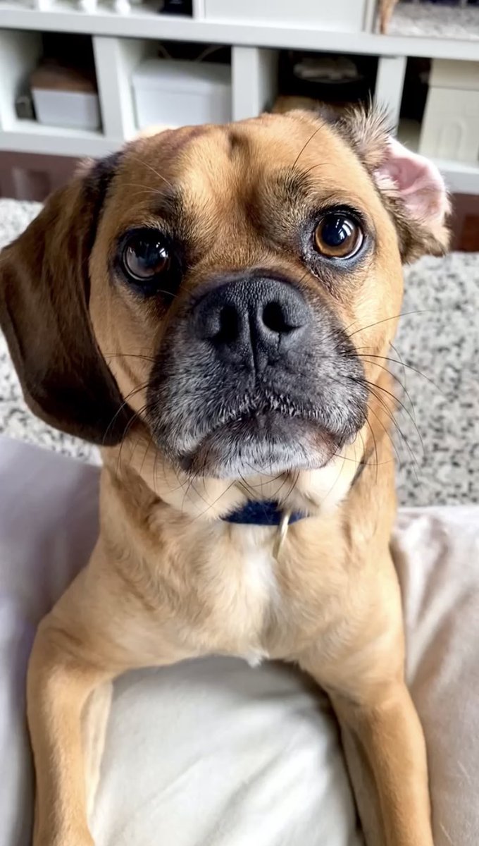 Cpl. Davinci leonardo tweet media