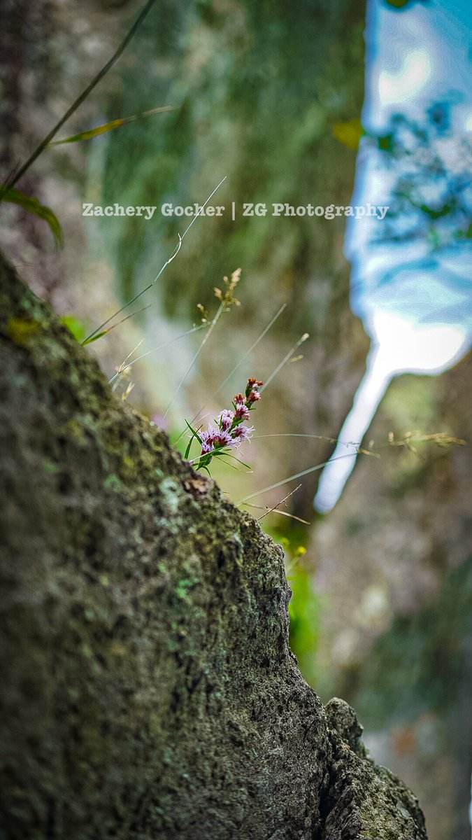 ZgPhotographyNC's tweet photo. Nature’s Beauty… #wildlife #wildlifephotography https://t.co/Xwp0c73dhZ