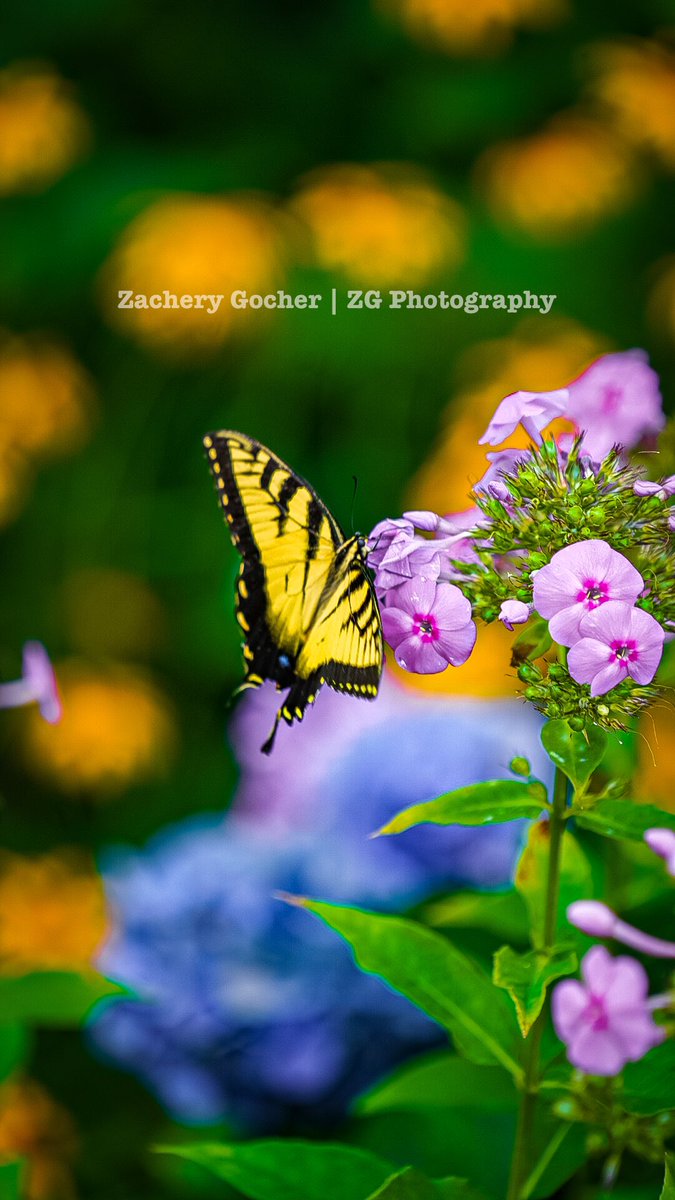ZgPhotographyNC's tweet photo. Nature’s Beauty… #wildlife #wildlifephotography https://t.co/Xwp0c73dhZ