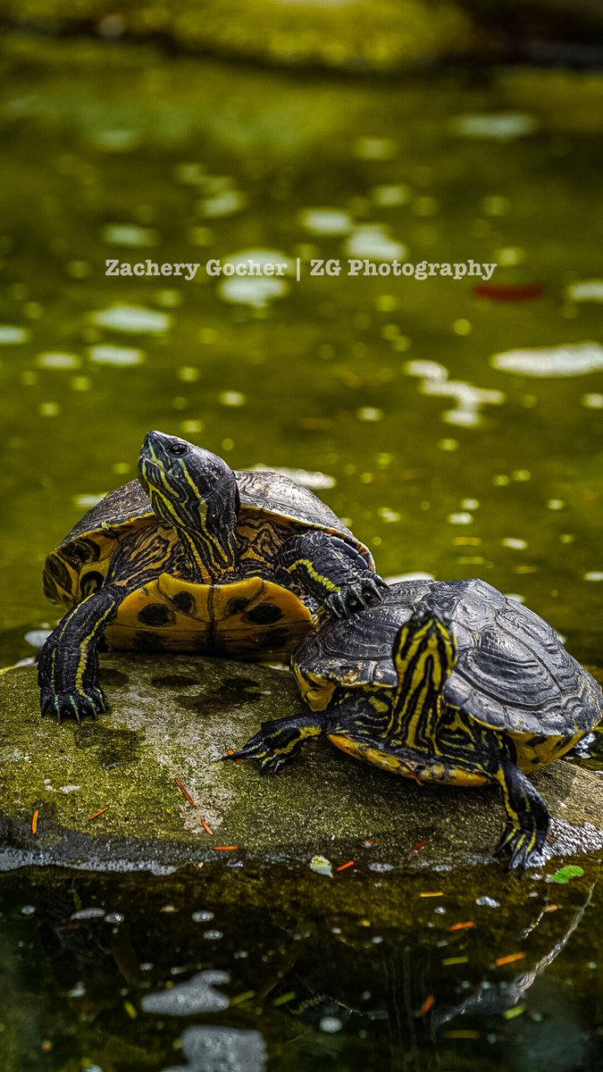 ZgPhotographyNC's tweet photo. Nature’s Beauty… #wildlife #wildlifephotography https://t.co/Xwp0c73dhZ
