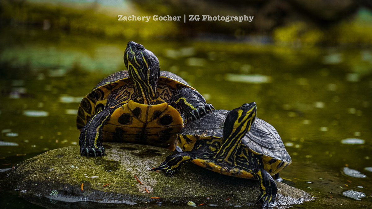 ZgPhotographyNC's tweet photo. Nature’s Beauty… #wildlife #wildlifephotography https://t.co/Xwp0c73dhZ