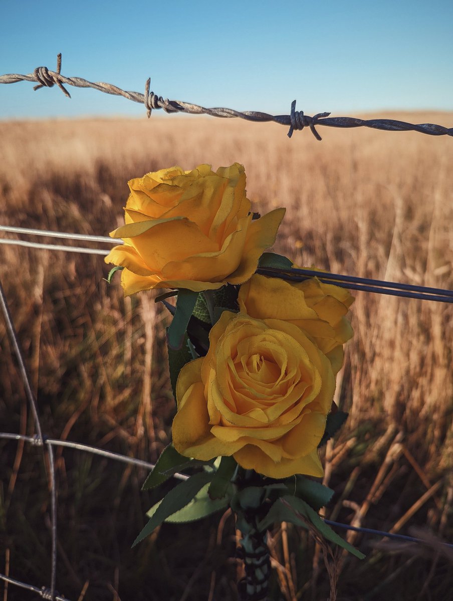 sdzoology's tweet photo. I've slowly been getting back into photography again... A couple snapshots of the Yorkshire Coast #Flamborough #GooglePixel6 #NaturePhotography https://t.co/wep0dTJsV0