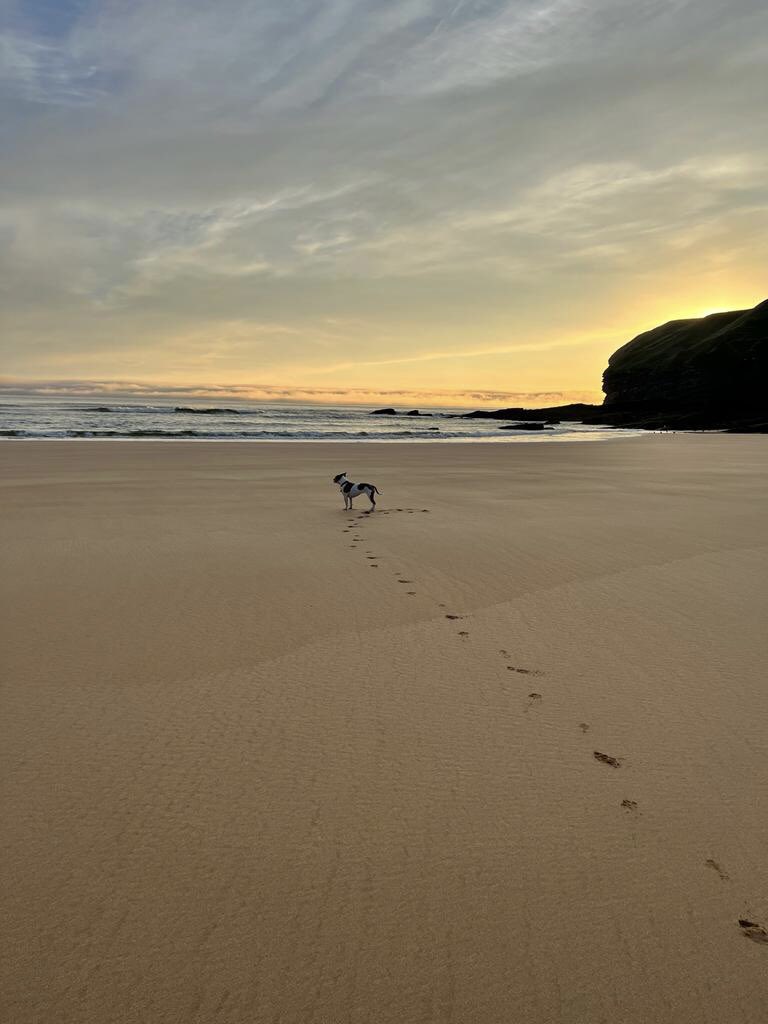 kermitellis's tweet photo. Watching the #Sunrise 🌄 🐶🌊🌊 #StrathyBay #Scotland #DogsofTwittter #dogsarefamily #rescuedog #AdoptDontShop @VisitScotland 🏴󠁧󠁢󠁳󠁣󠁴󠁿💙🤍 https://t.co/gA8zMM8KWj