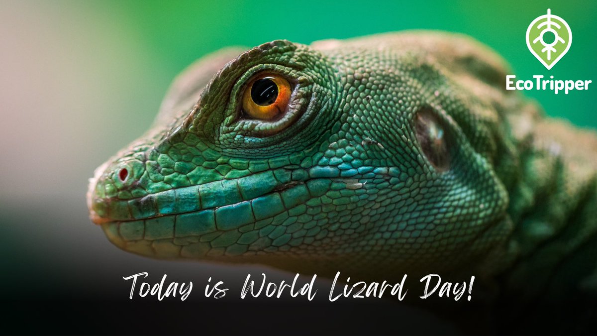 GetEcoTripper's tweet image. Here’s a fun fact for #WorldLizardDay:

Did you know there are more than 6,000 different lizard species?

#Nature #Environment #GetEcoTripper