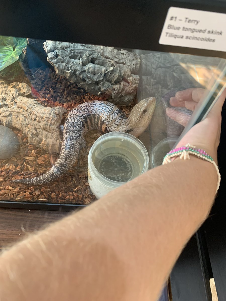 asharpscientist's tweet photo. Happy #WorldLizardDay!! Here are some pics of my favorite lizard around, Terry the Blue Tonge Skink! This sausage with legs was one of my favorite animal ambassadors at the @AUMNH2 https://t.co/goqNcEOz8I