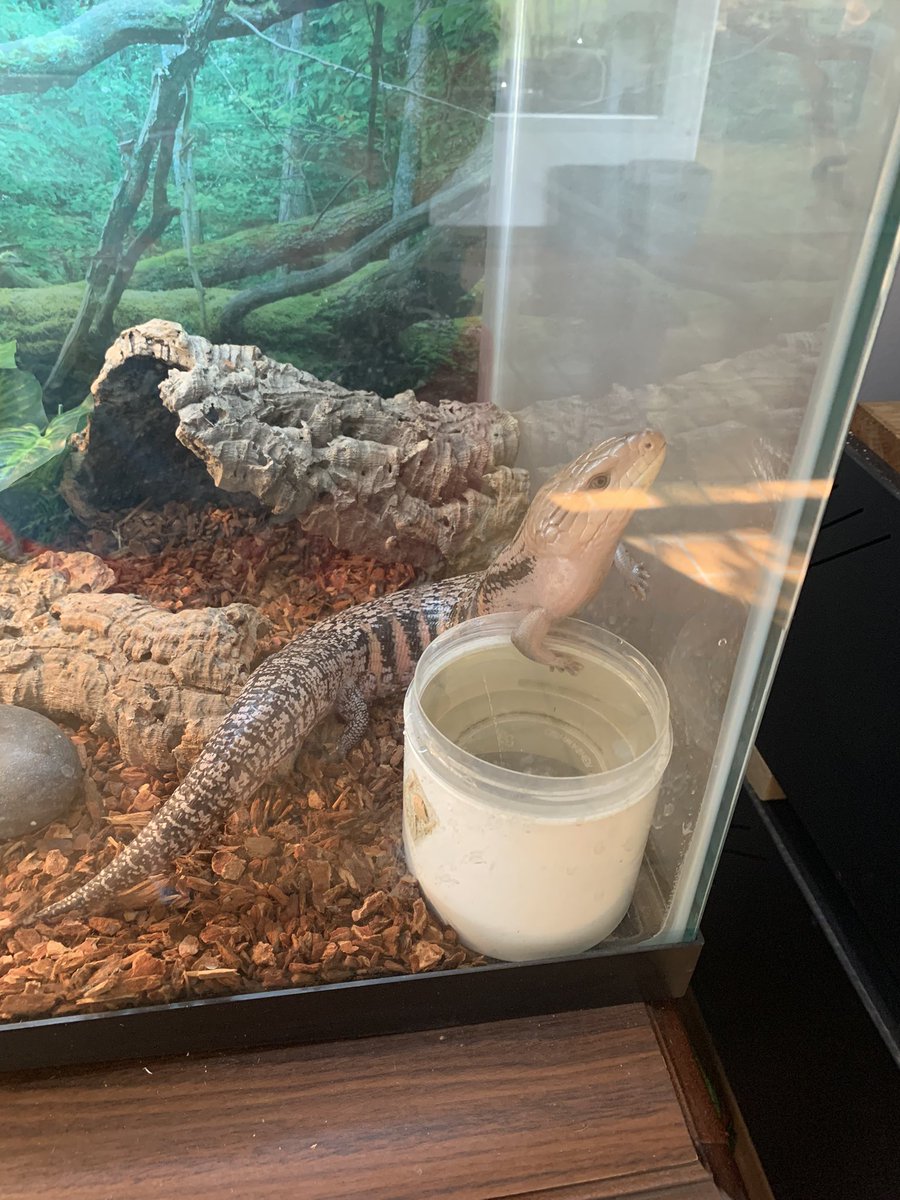 asharpscientist's tweet photo. Happy #WorldLizardDay!! Here are some pics of my favorite lizard around, Terry the Blue Tonge Skink! This sausage with legs was one of my favorite animal ambassadors at the @AUMNH2 https://t.co/goqNcEOz8I