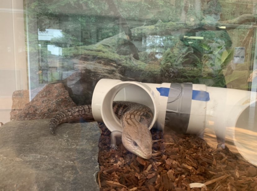 asharpscientist's tweet photo. Happy #WorldLizardDay!! Here are some pics of my favorite lizard around, Terry the Blue Tonge Skink! This sausage with legs was one of my favorite animal ambassadors at the @AUMNH2 https://t.co/goqNcEOz8I