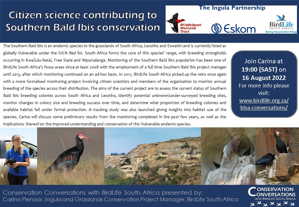 Do not miss Carina Pienaar's talk about Southern Bald Ibis research and conservation on Tuesday 16 August. There's more information at birdlife.org.za/blsa-conversat… <a href="/BirdLife_SA/">BirdLife South Africa 🇿🇦</a> <a href="/BirdLifeAfrica/">BirdLife Africa</a> <a href="/BirdLife_News/">BirdLife International</a>
