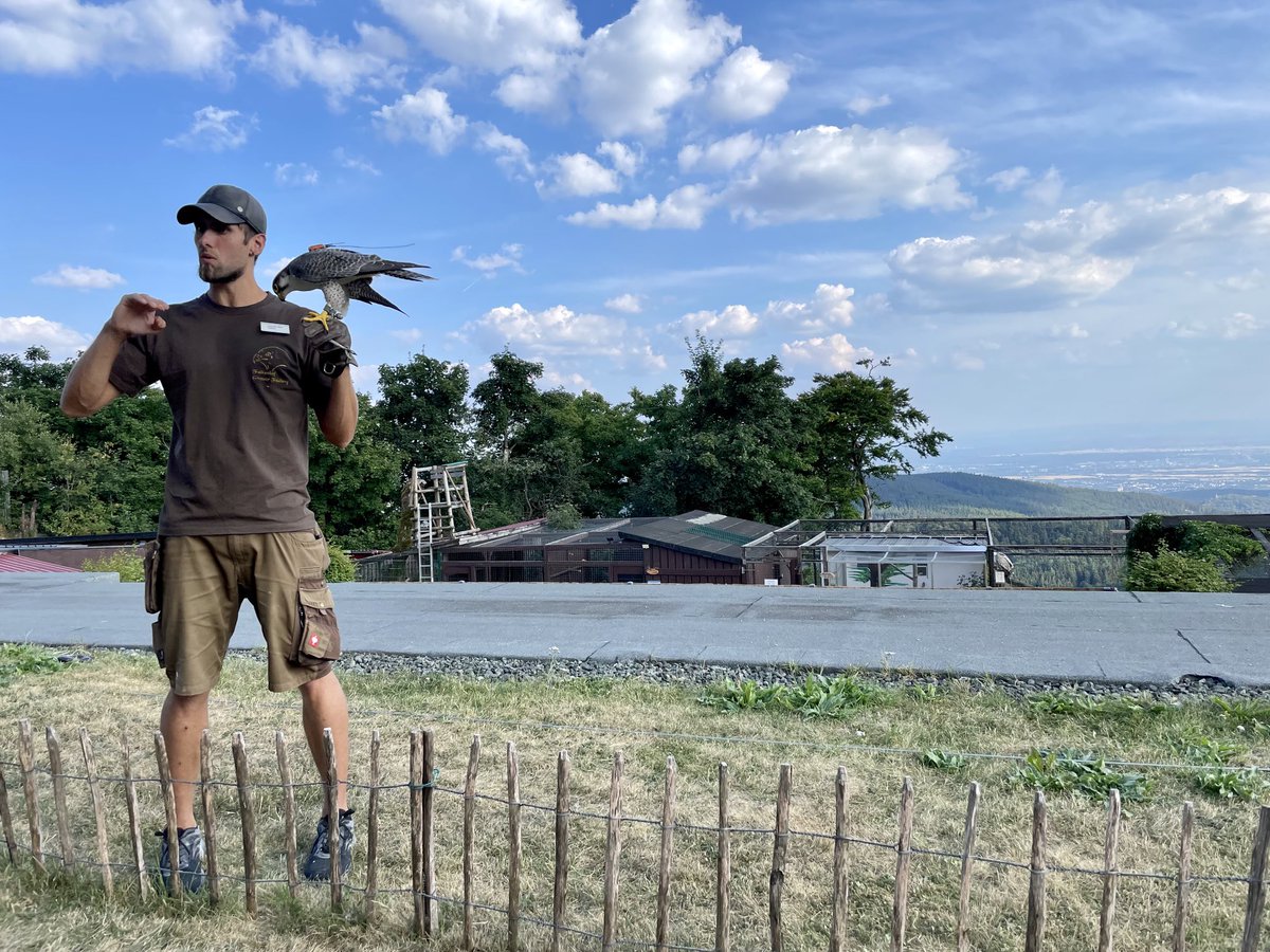 Flugtraining am Falkenhof auf dem Feldberg/ Ts. Christian Wick erläutert ausführlich Details zur #Falknerei. Er freut sich immer über #Gäste. #Sommer #Frankfurt