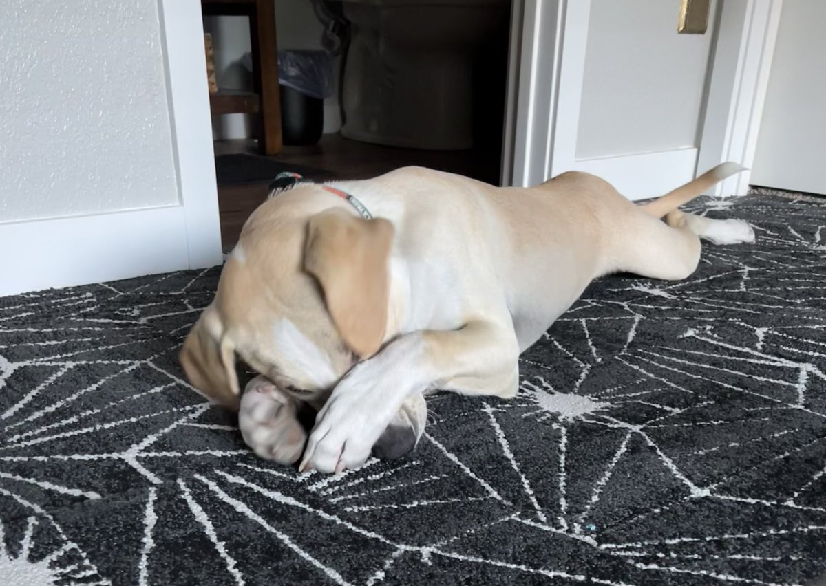BurbankRob's tweet photo. To add smiles to everybody’s day, I am introducing SPOD, the Sparky Photo of the Day!

Here’s the first entry… https://t.co/oq2FuVxaWD