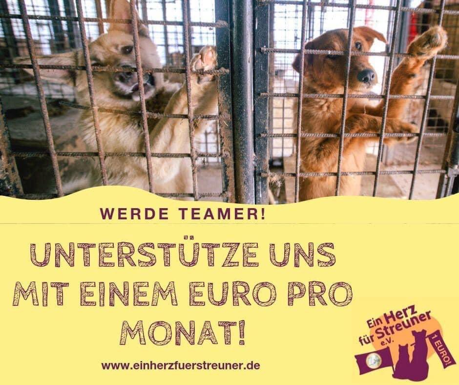 Herz_Streuner's tweet photo. ‼️Du hast 1€ im Monat für unsere Fellnasen übrig? Dann werde Teamer 🍀

Gemeinsam sind wir stark! Mit nur einem Eure pro Monat kann den Fellnasen so viel geholfen werden 💛

Werde Teamer &amp; Lebensretter: https://t.co/ta55z0uCM6

DANKE DANKE DANKE🥰💚🍀 https://t.co/iTsvUOTumn