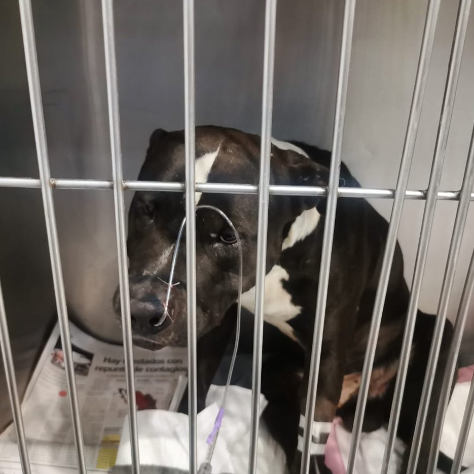 ivanreymx's tweet photo. Ayer sábado por la noche rescatamos este cachorro recién atropellado en @yoamosantamaria  @stamalaribera @santamariala, solicitamos apoyo para encontrar al dueño y cubrir los gastos esta en @VetmeMx hospitalizado y muy grave.
@RescateAnimal https://t.co/BUblWVAy1P