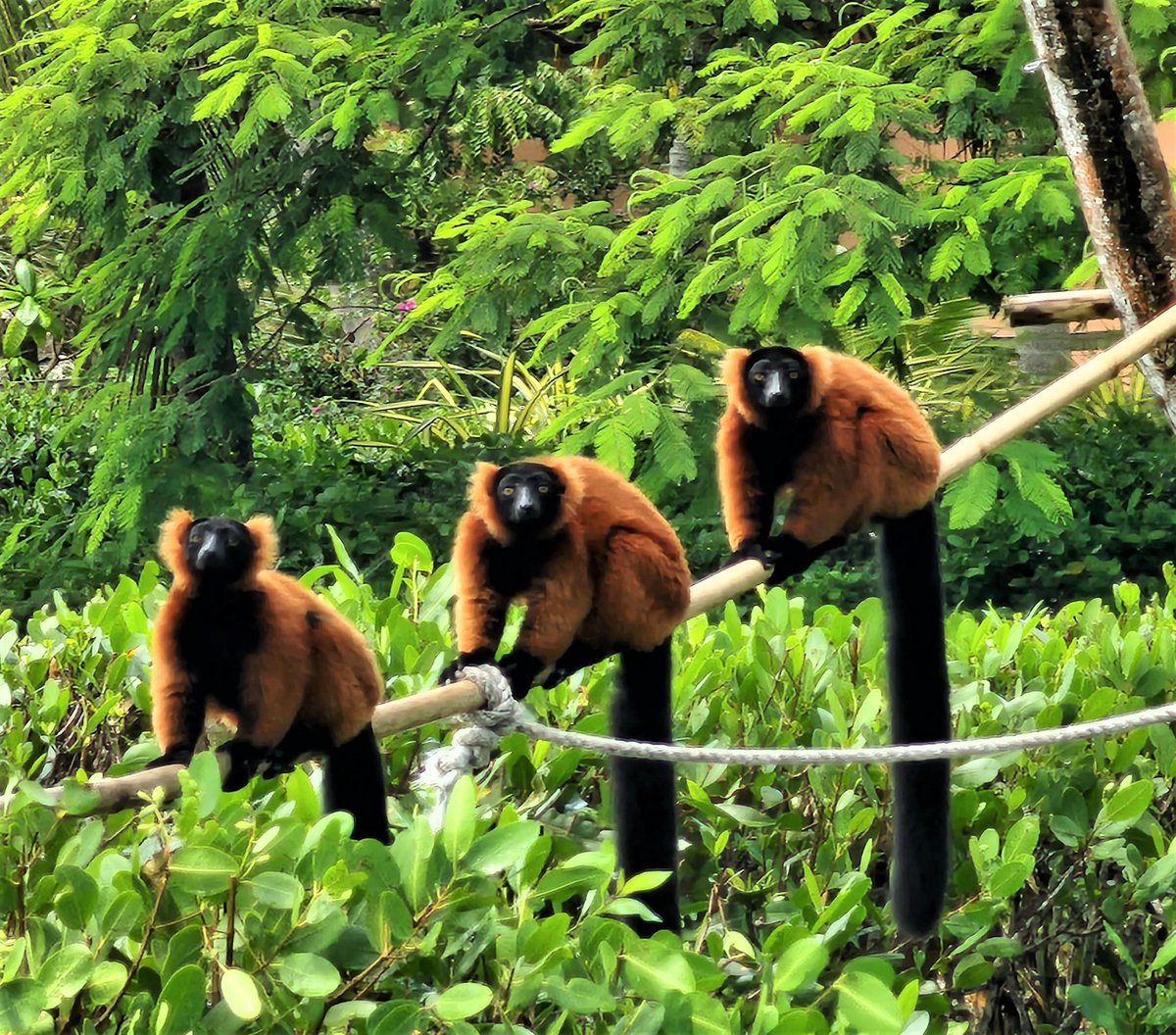 NaplesZoo's tweet photo. Who's who? Can you guess the order of the brothers?
These red-ruffed lemurs were born on Cinco de Mayo and were given the names "Chip, Pico, and JalapeΓ±o"
Let us know what you think!
https://t.co/jdYOWngt5N
#napleszoo #naplesfun #placesinnaples #southwestflorida #floridafun https://t.co/ka8x1AJxVy