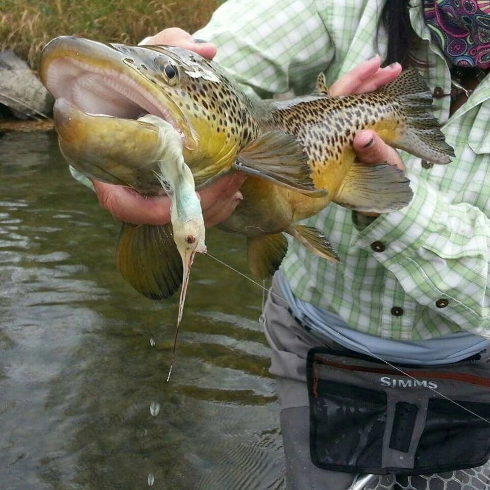 Anyone who knows me.. Knows that the fall streamer bite is my favorite time of the year! shelly.pro