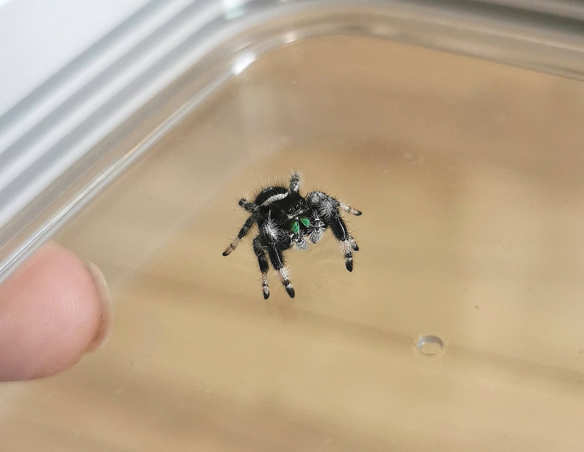 Da ist er wieder. Frisch geduscht und aufhehübscht.  #jumpingspider #hans