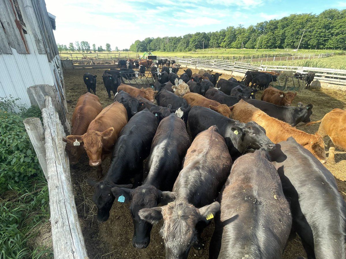 BruceOrford's tweet photo. Good group of steers headed to Keady Livestock for Tuesday’s sale. Blacks from the west. Reds from the pre-sort sale and some of my own. Healthy cattle, no implants, ready to perform. @scott_kuhl https://t.co/lh3q4FxrBZ
