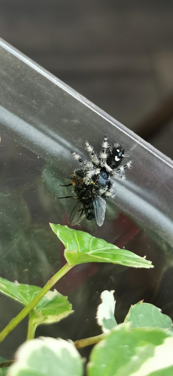 Und eine große Fliege gab's zur Stärkung.