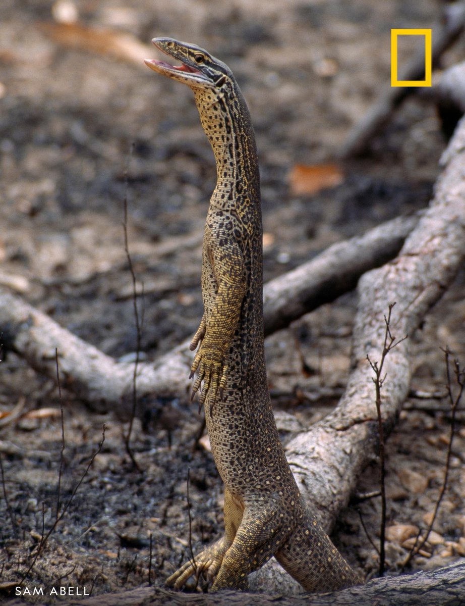 National Geographic on Twitter: "Happy #WorldLizardDay! A yellow-spotted  monitor lizard stands upright in Queensland, Australia.  https://t.co/iFCFJlGRA7" / Twitter