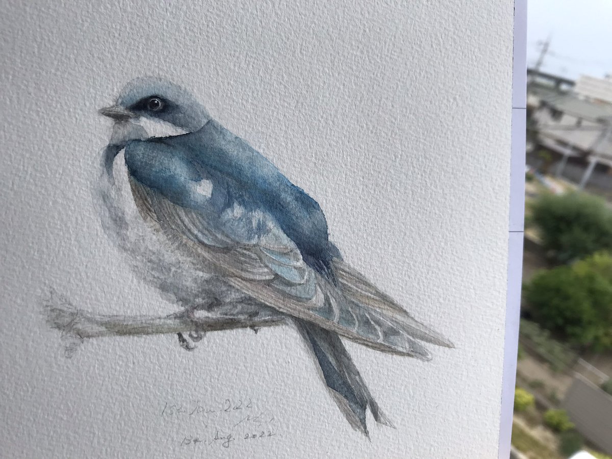 It’s a bit early but he is for #colour_collective Beau Blue &amp; Deep Mahogany. 
#drawing #painting #watercolour #illustration #kidlit #treeswallow