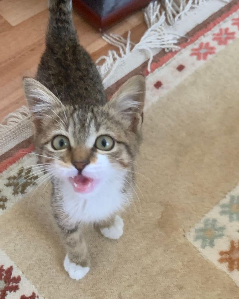 🏡 FADIL KALICI YUVASINI ARIYOR 🏡

Fadıl'ı Temmuz’da kampüsümüzde bulduk. Kendisi daha 2 aylık erkek bir bebek. Gönüllülerimiz onu bulur bulmaz veterinere götürdü ve iç paraziti olduğunu öğrendik. Tedavisi için bir süre veterinerde kaldı, sonra geçiçi yuvaya aldık.

#ankara