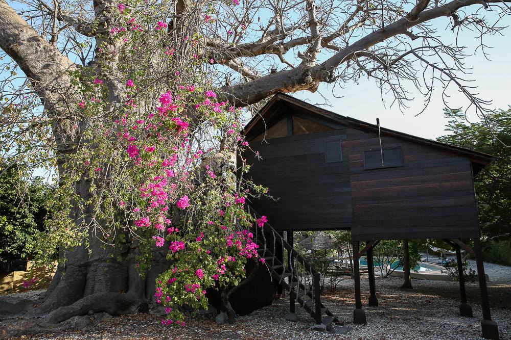 khalsahealing's tweet photo. @AFARmedia ECO LODGE PALMARIN, SENEGAL isn't new, although it holds a timeless energy of stillness and solitude.
https://t.co/dgVz4jBUN0 https://t.co/QzrAFtZeVF