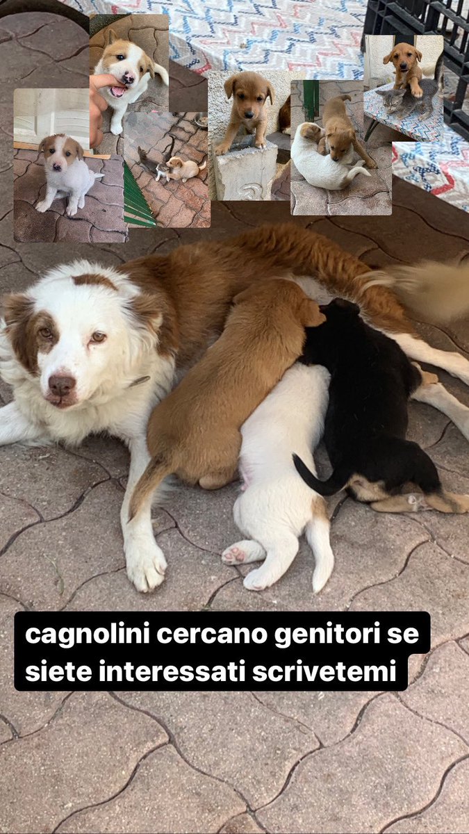 procionefrocio's tweet photo. qualcuno in abruzzo che vuole dei cani?
rtwt😫 https://t.co/c6mF9xCaRb