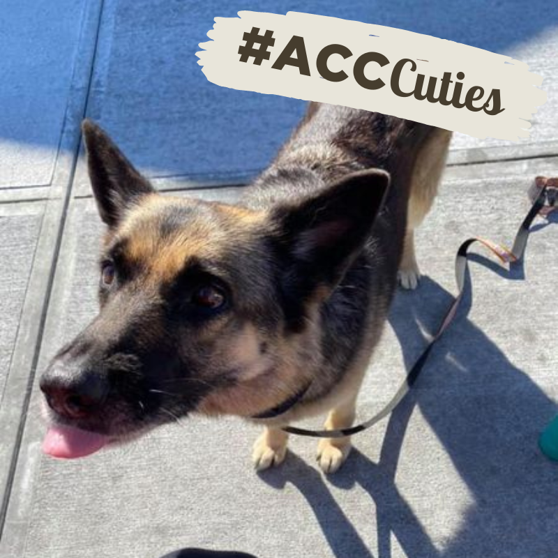 AnimalCareVet's tweet photo. This #ACC Cutie, Mocha, says "sun's out, tongues out"! 🐶 Be sure to share a picture of your pet with us for a chance to be featured! #ACCCuties

📸: Jess S. https://t.co/0XMJxytEvc
