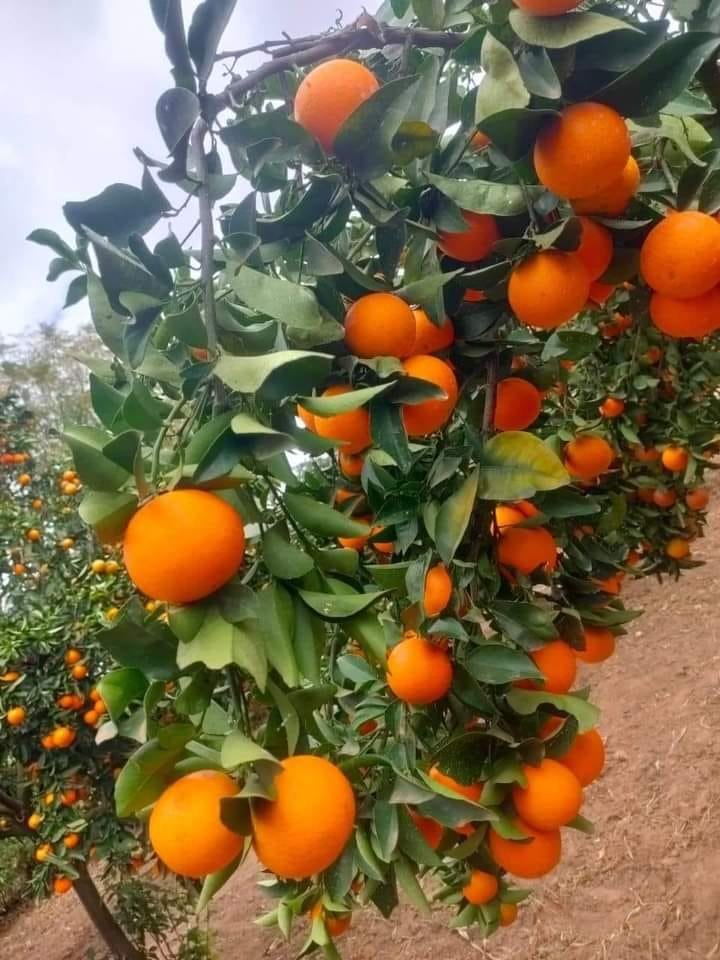 WorldlyHQ's tweet photo. Farmers, if you are interested in modern orange farming, like and retweet. https://t.co/t2IY8Veydk