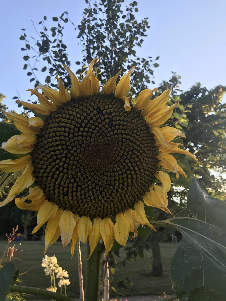 DillonLiz's tweet photo. Greystones has gone yellow in support of Ukraine. #StandingWithUkraine @IrishGardening #sunflowers #SparkofJoy https://t.co/Cm9faPIQfL