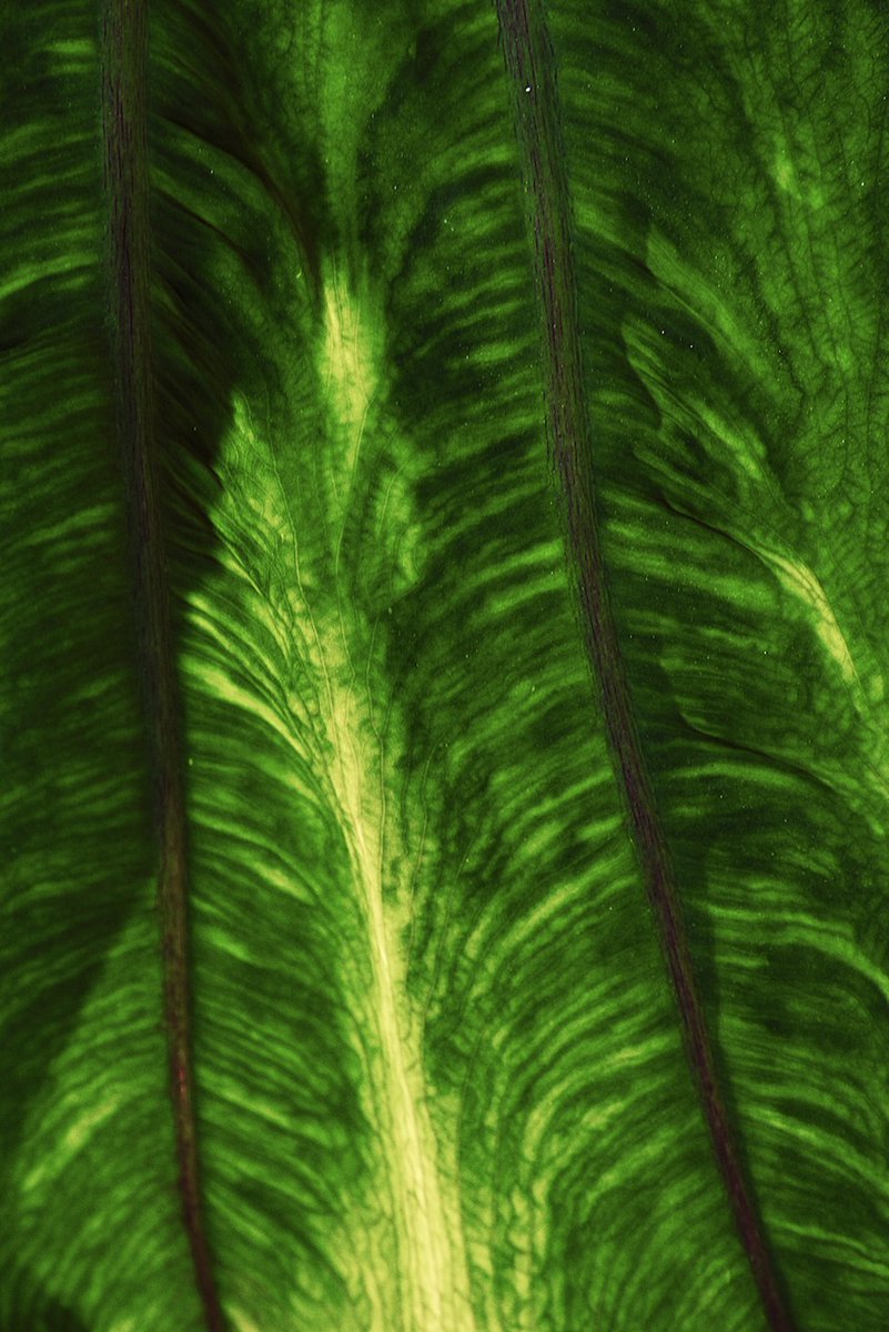 JustifiedFlaw tweet media